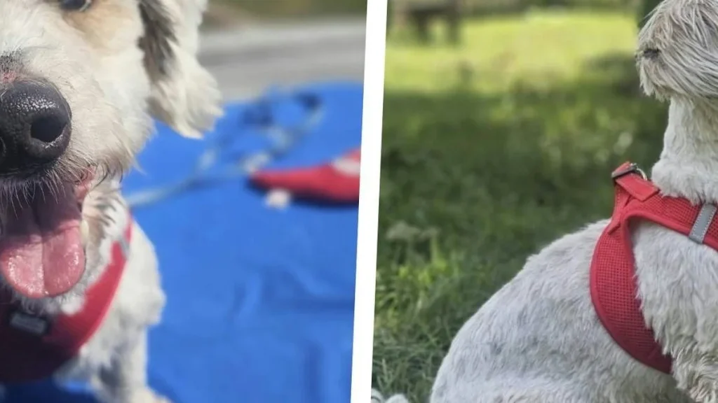 Hundeopa Mogli: Wie ein 15-jähriger Mischling in Lochen auf seine letzte Chance wartet